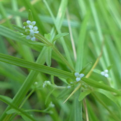 Galium trifidum trifidum