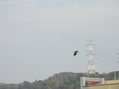 Nycticorax nycticorax