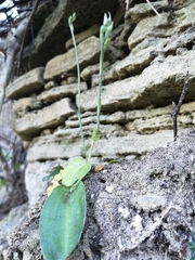 Habenaria arenaria