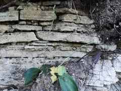 Habenaria arenaria