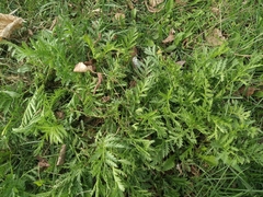 Tanacetum vulgare