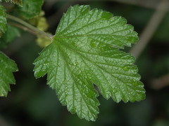 Ribes multiflorum