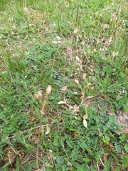 Holosteum umbellatum
