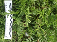Tanacetum vulgare