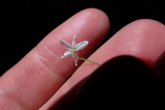 Meconella denticulata