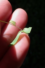 Meconella denticulata