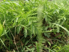 Tanacetum vulgare