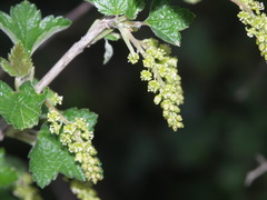 Ribes multiflorum