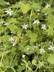 Meconella denticulata