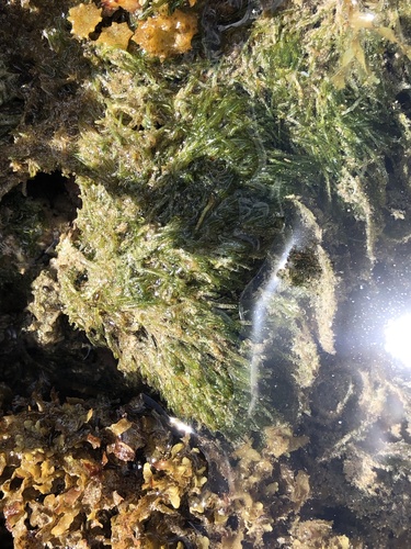 Cladophora observed 2021-04-30