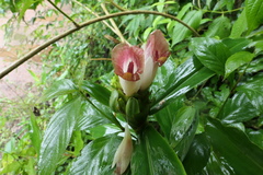 Costus guanaiensis tarmicus