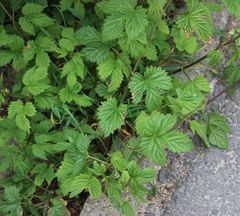Humulus lupulus