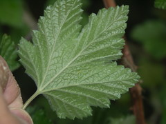 Ribes multiflorum