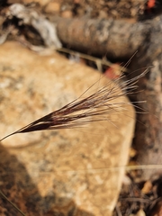 Aristida congesta barbicollis