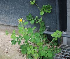 Chelidonium majus