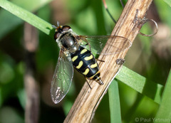 Eupeodes luniger