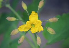 Chelidonium majus