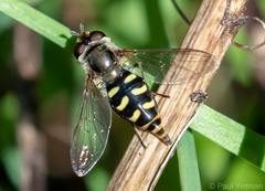 Eupeodes luniger