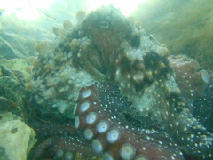 Macroctopus maorum