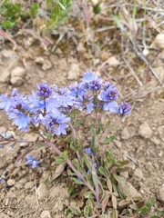 Veronica satureiifolia