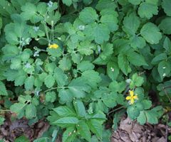 Chelidonium majus