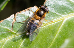 Epistrophe eligans