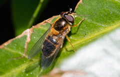 Epistrophe eligans