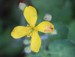 Chelidonium majus