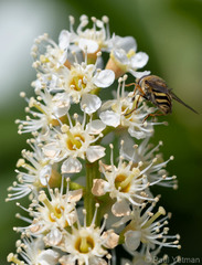 Syrphus