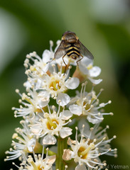 Syrphus