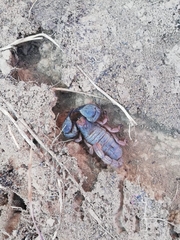 Opistophthalmus