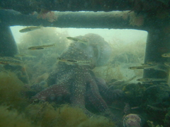 Macroctopus maorum
