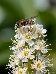 Syrphus