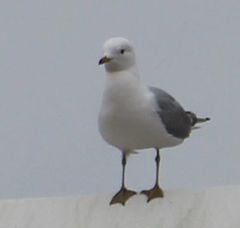 Larus canus
