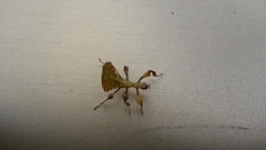 Pulchriphyllium bioculatum