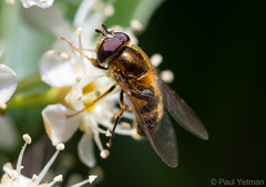Epistrophe eligans