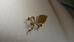 Pulchriphyllium bioculatum