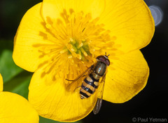 Syrphus