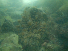 Macroctopus maorum