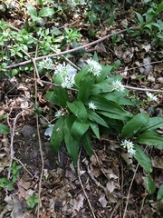 Allium ursinum