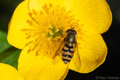 Syrphus
