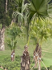 Acoelorraphe wrightii