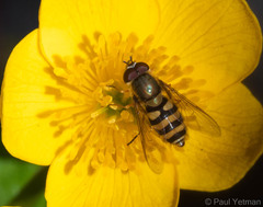 Syrphus
