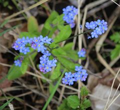 Myosotis