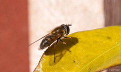 Epistrophe eligans