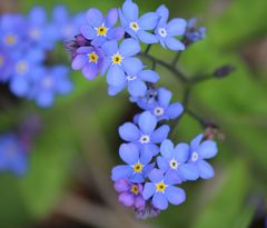 Myosotis