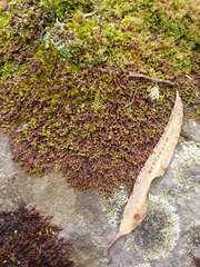 Frullania falciloba