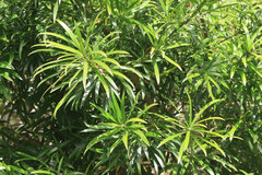 Podocarpus latifolius