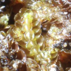 Frullania falciloba