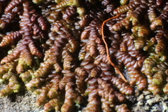 Frullania falciloba
